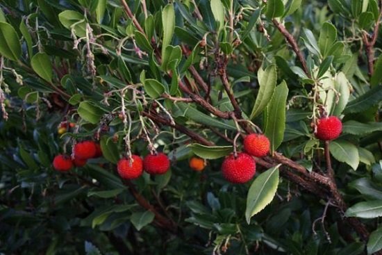 arbousier meilleurs vasodilatateurs naturels